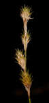 Greenwhite sedge